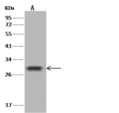 SHISA5 / SCOTIN Antibody