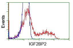 IGF2BP2 Antibody (clone OTI3C8)