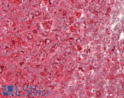 IHC-plus™ PTGES2 Antibody