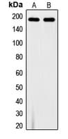 FLT1 / VEGFR1 Antibody (phospho-Tyr1213)