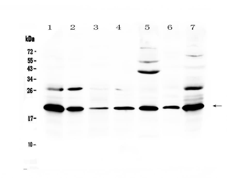 CCL19 / MIP3-Beta Antibody