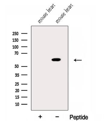 EHD3 Antibody