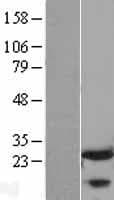 FKBP25 / FKBP3 Protein (Over-Expression Lysate Myc-DDK (Flag))