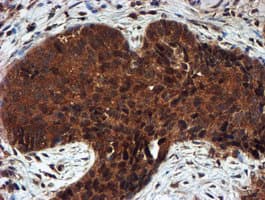 PSMA6 Antibody (clone OTI4C9, Carrier-free)