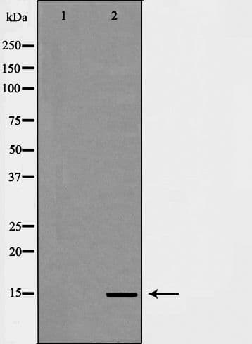 Polyclonal Rabbit anti-Human HIST3H3 Antibody (Methyl-Lys14, IHC, IF, WB)