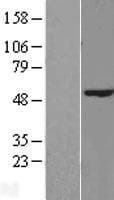 RRNAD1 / C1orf66 Protein (Over-Expression Lysate Myc-DDK (Flag))
