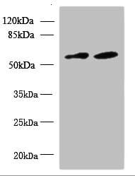 KBTBD4 Antibody