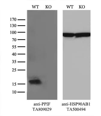 PPIF / Cyclophilin F Antibody (clone OTI1C4)