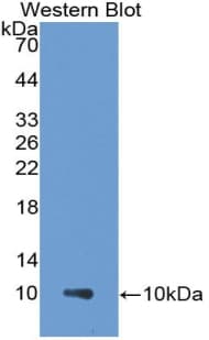 CCL18 / PARC Antibody (aa21-89)