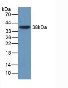 TGFB3 / TGF Beta3 Antibody (Biotin)