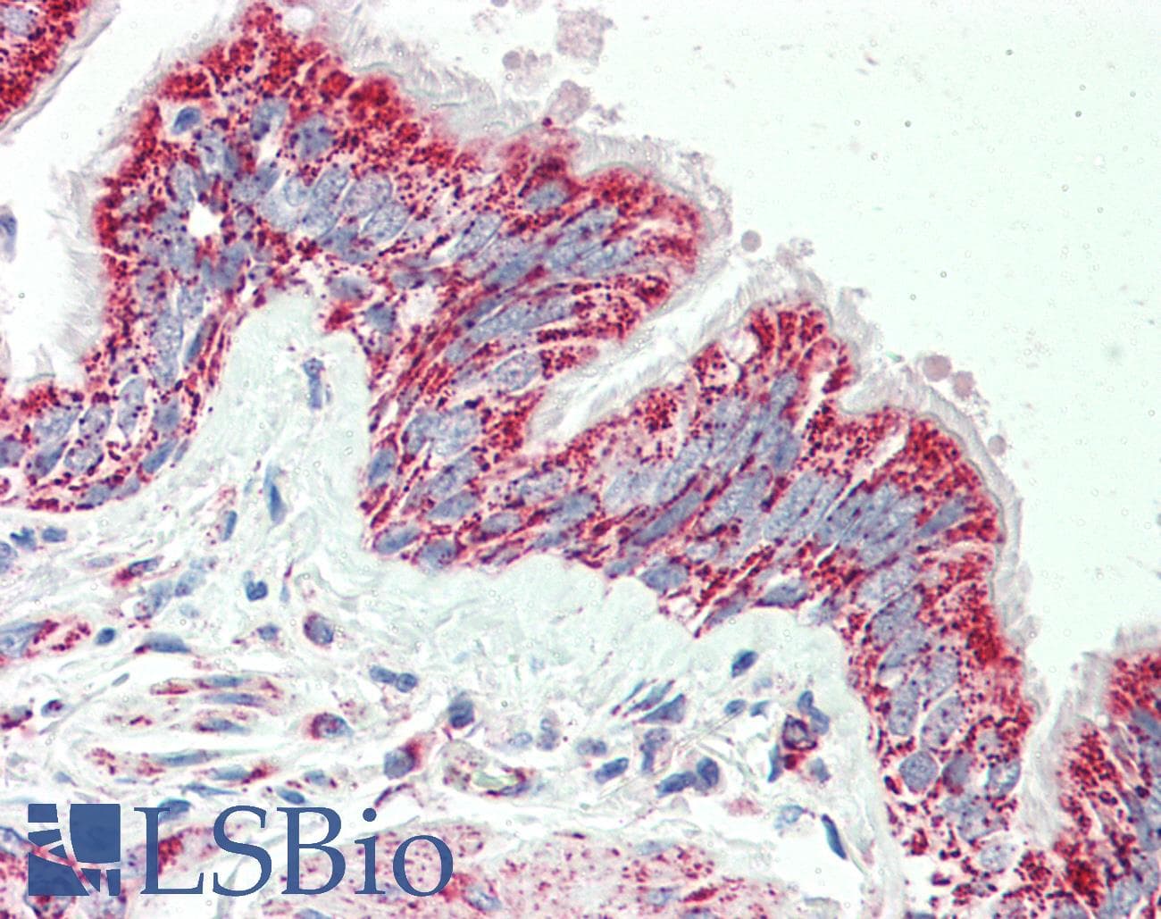 IHC-plus™ Polyclonal Goat anti-Human TTLL4 Antibody (aa326-338, IHC)