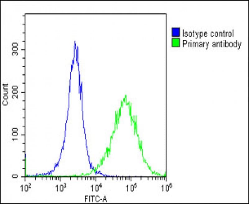 HSD17B10 / HADH2 Antibody (N-Terminus)
