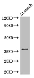 PIM3 / PIM-3 Antibody