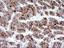 HSD17B4 Antibody (clone OTI1F3)