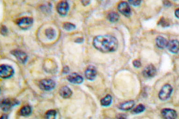 Polyclonal Rabbit anti-Human CLDN1 / Claudin 1 Antibody (Arg197, IHC, IF, WB)