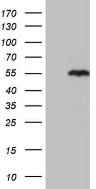 SNX4 Antibody (aa146-450, clone OTI1B1)