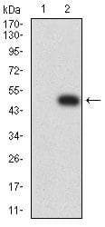 Monoclonal Mouse anti-Human PTPRU Antibody (clone 1A6E5, WB)