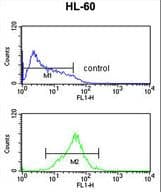 IHC-plus™ Polyclonal Rabbit anti-Human NOD1 Antibody (aa923-951, IHC, WB)
