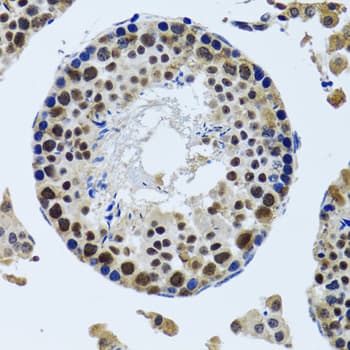 AHSP / EDRF Antibody