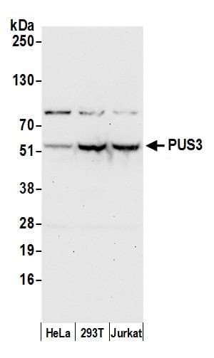 PUS3 Antibody (aa431-481)