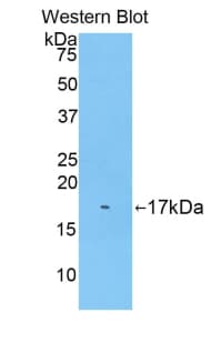 BGN / Biglycan Antibody (aa243-369, PE)