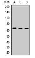 Polyclonal Rabbit anti-Human CRY2 Antibody (IF, WB)