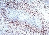 HIF1A / HIF1 Alpha Antibody (aa432-528, clone H1alpha67, Biotin)