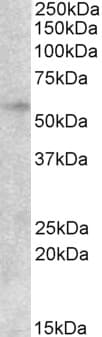 PathPlus™ Polyclonal Goat anti-Human EGR2 Antibody (aa239-251, IHC, WB)
