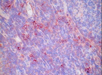 CD46 Antibody (clone 13/42)