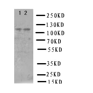 NRP2 / Neuropilin 2 Antibody (aa45-60)