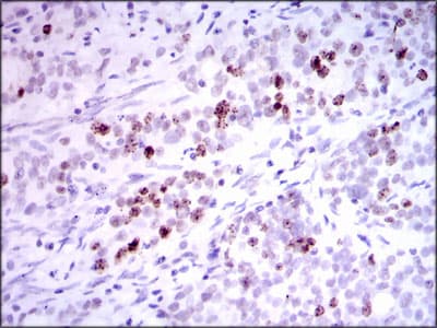 INCENP Antibody (clone 3D2)