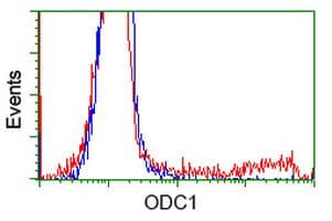 Monoclonal Mouse anti-Human ODC1 / Ornithine Decarboxylase Antibody (clone OTI1G6, IF, WB)