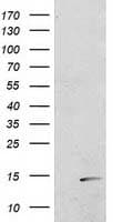 POLR2J2 Antibody (clone OTI8F10)