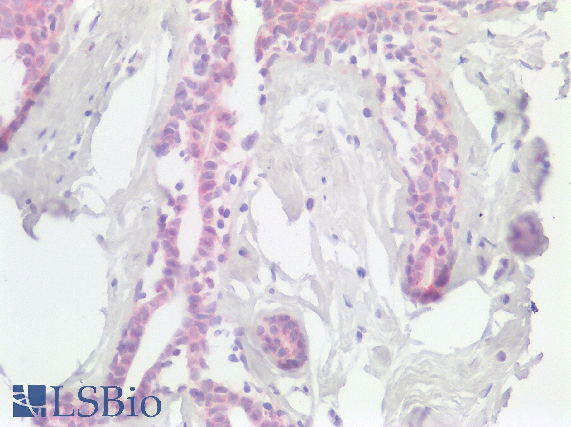 USP30 Antibody (aa141-190)