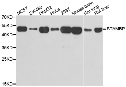 IHC-plus™ STAMBP / AMSH Antibody