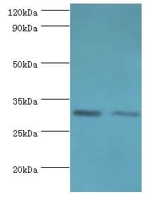CLIC4 Antibody (aa1-253)