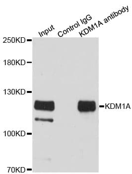 KDM1A / LSD1 Antibody