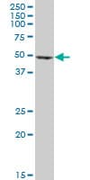 Monoclonal Mouse anti-Human EF1G / EEF1G Antibody (clone 3F11-1A10, IF, WB)