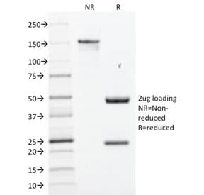 SOX2 Antibody (clone SOX2/1791, Azide-free, BSA-free)