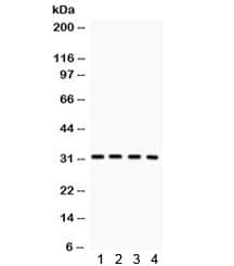 Polyclonal Rabbit anti-Human SNRPN Antibody (IHC, WB)