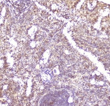 Ccl6 Antibody