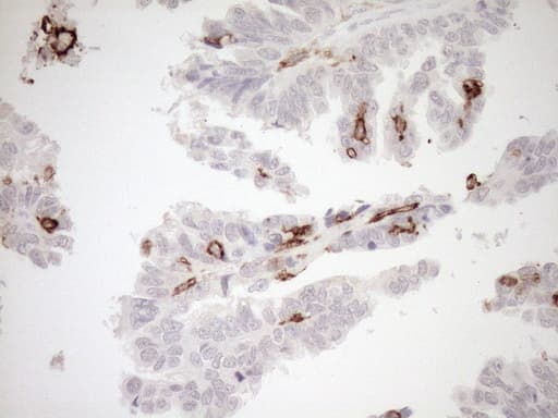 ITGAM / CD11b Antibody (clone OTI2D11, Carrier-free)