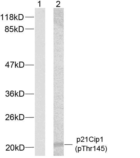 Polyclonal Rabbit anti-Human CDKN1A / WAF1 / p21 Antibody (phospho-Thr145, IHC, WB)