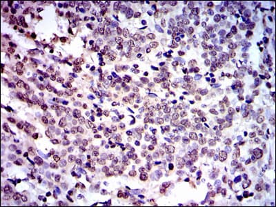 NEDD8 Antibody (clone 1A7)