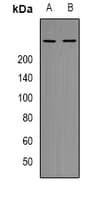 MTOR Antibody (C-Terminus)