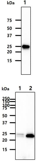 FKBP14 Antibody (clone AT18E2)