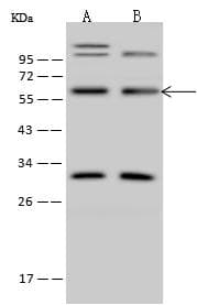 ZNF100 Antibody