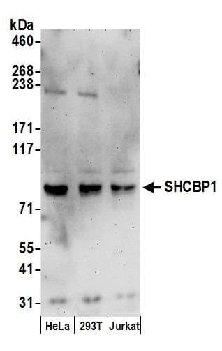 SHCBP1 Antibody (aa622-672)