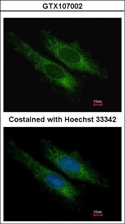 SUCLG2 Antibody (aa1-234)