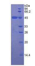 Rat APOE / Apolipoprotein E (Recombinant His,N-terminus + GST)
